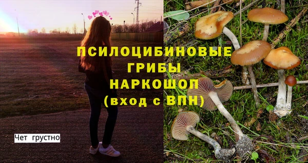 прущие грибы Куйбышев